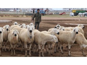 Türkiye’nin çobanları Orta Asya’dan