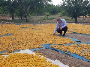 Kayısı da ihracat düştü, gelir yükseldi