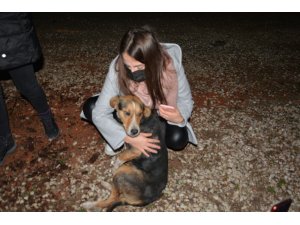 Ormana terk edilen sokak köpeklerini beslemek için kilometrelerce yol gidiyorlar