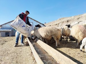 Hem çobanlık yaptı, hem ders çalışarak hayallerinin peşinden gitti