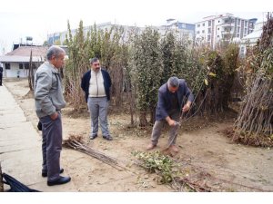 Kayısıda fiyatlar yükseldi, fidan satışları arttı