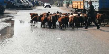 Nakliyeciler ile anlaşamayınca Koyunlarını güderek götürdü