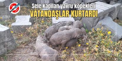 Sele kapılan yavru köpekleri vatandaşlar kurtardı