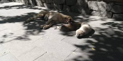 Ağrı'da Sokak Köpekleri Güneşin Keyfini Çıkarıyor