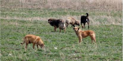 Başıboş sokak köpekleri ‘beyaz kanser’ tehlikesi yayıyor