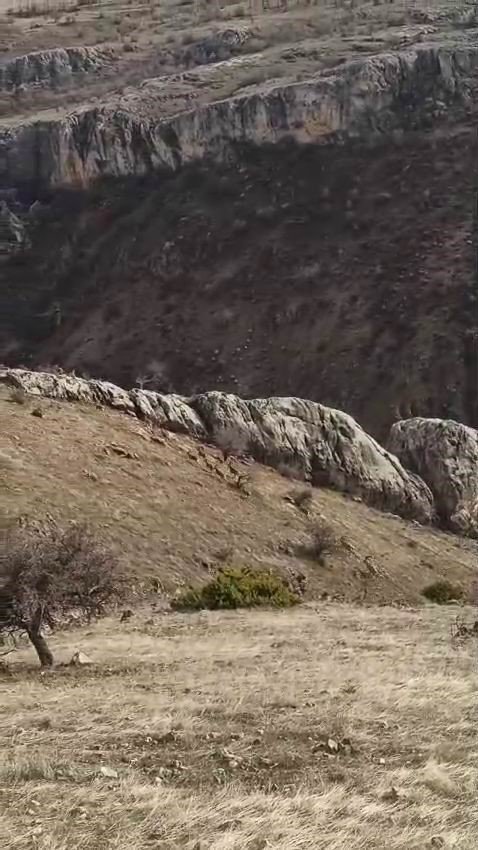 Nesilleri tehlike altında olan Dağ keçileri mahallede görüldü