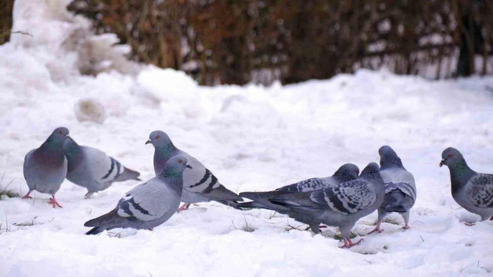 Karla kaplı caddelerde aç kalan güvercinlere esnaf sahip çıktı