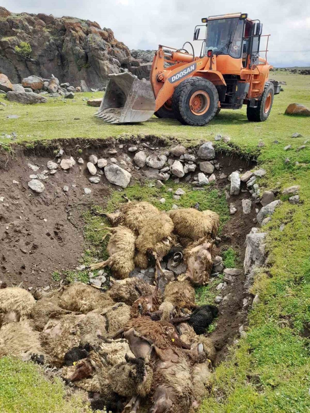 Erciş’te ahırda havasız kalan koyunlar telef oldu