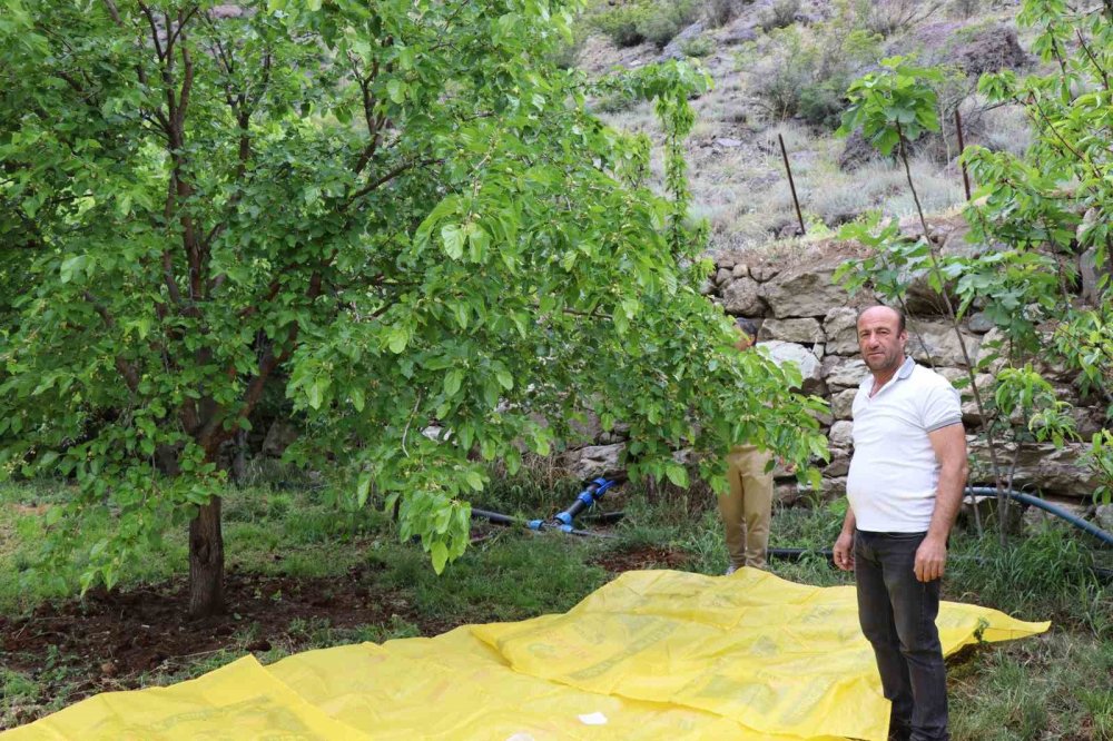 Erzurum’un dağlarını kar, bağlarını kiraz süslüyor