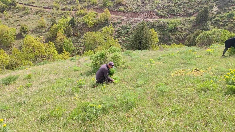 Keledoş yemeği için heliz otu mesaisi başladı