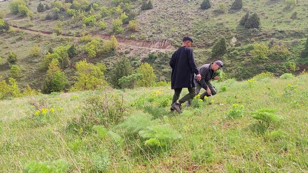 Keledoş yemeği için heliz otu mesaisi başladı