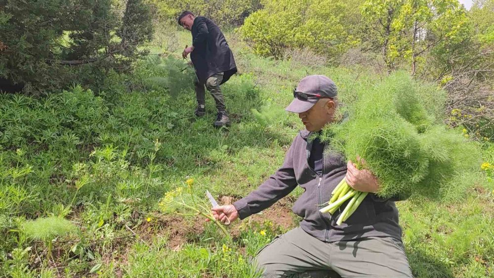 Keledoş yemeği için heliz otu mesaisi başladı