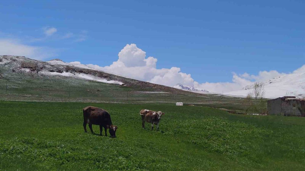 Doğu'nun dağlarında kış ovalarında bahar