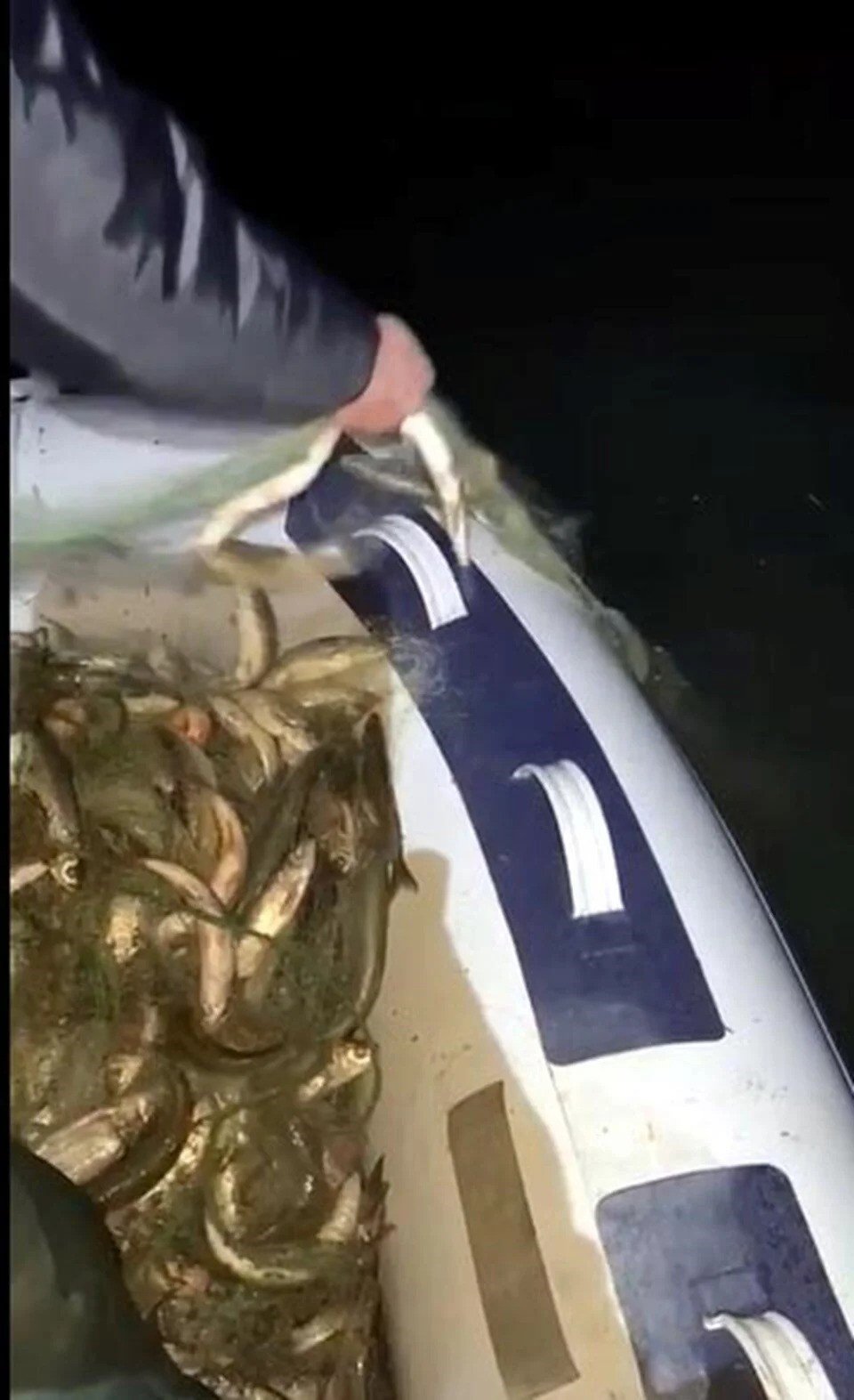 Van'da kaçak avlanan 200 kilo canlı balık yeniden suya bırakıldı