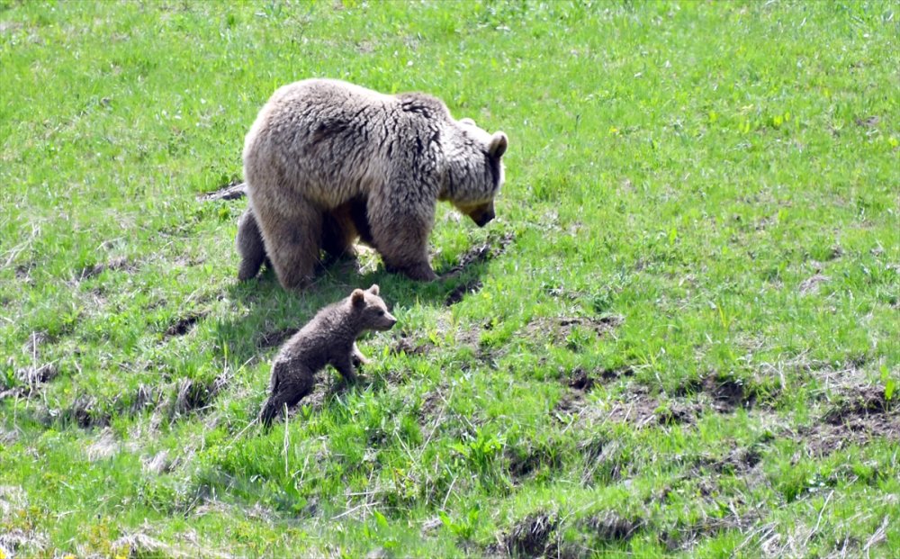 Sarıkamış'ta bozayı yavrularının görüntüsü içleri ısıttı