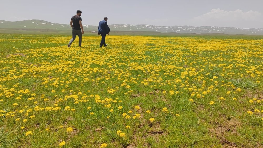 Sütey Yaylası hayran bırakıyor