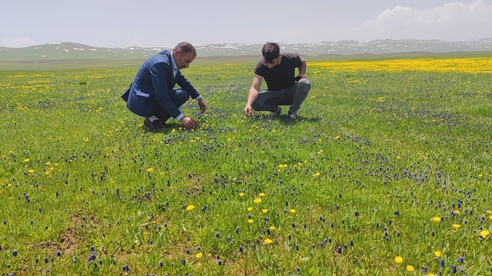 Sütey Yaylası hayran bırakıyor