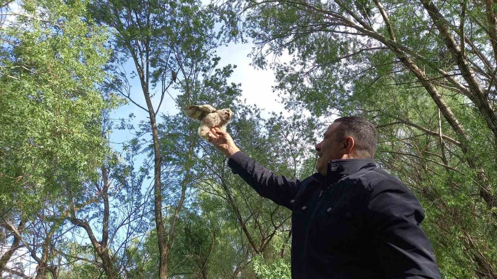 Yavru baykuş yuvadan düştü, vatandaşlar seferber oldu