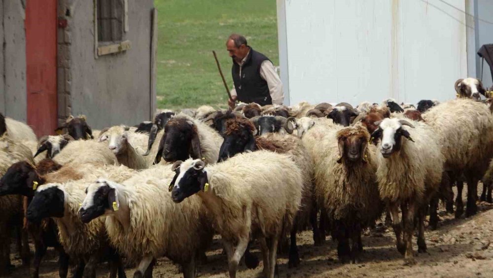 Van Valisi koyunlarla kuzuların renkli buluşmasını izledi