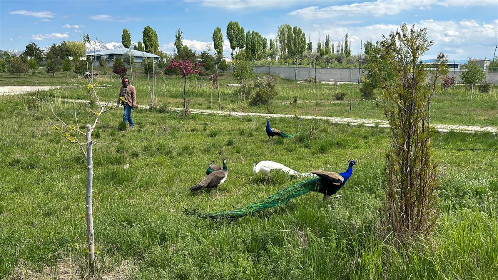 Van'daki tavus kuşlarının sayısının artırılması hedefleniyor