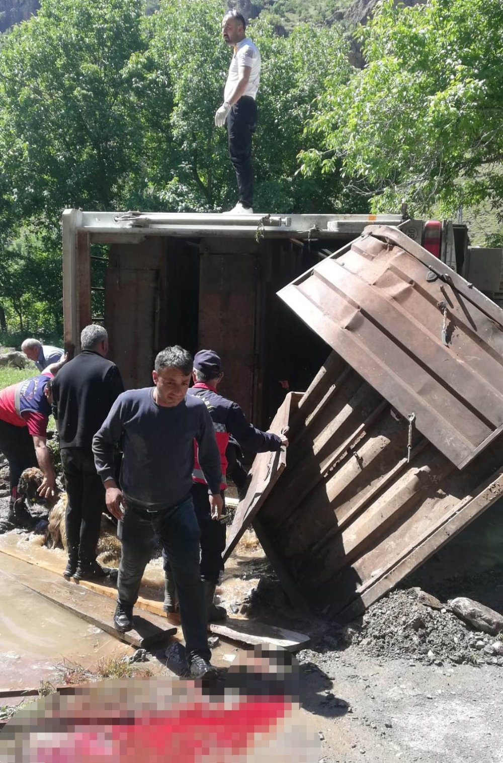 Tır devrildi, onlarca koyun telef oldu