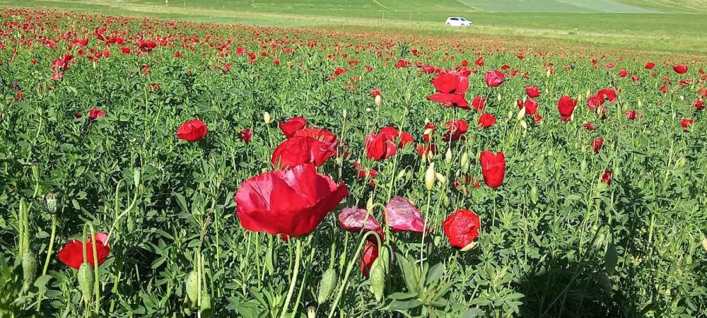 Bitlis’te açmaya başlayan gelincikler doğayı süslüyor