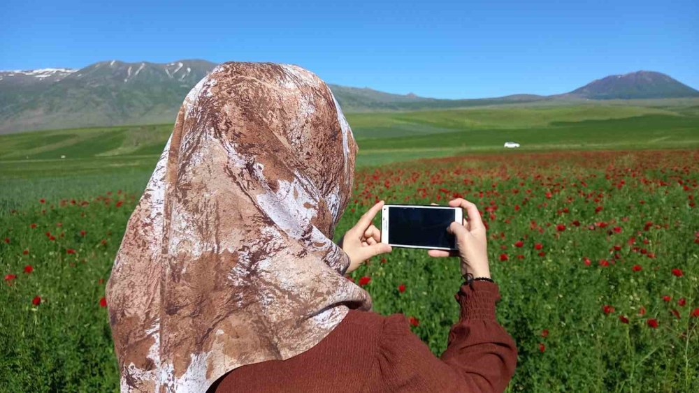 Bitlis’te açmaya başlayan gelincikler doğayı süslüyor