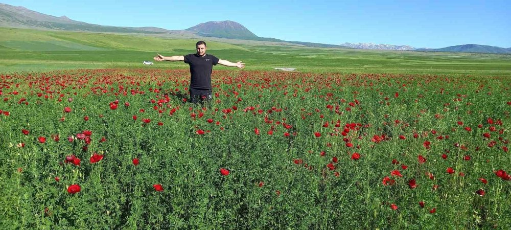 Bitlis’te açmaya başlayan gelincikler doğayı süslüyor