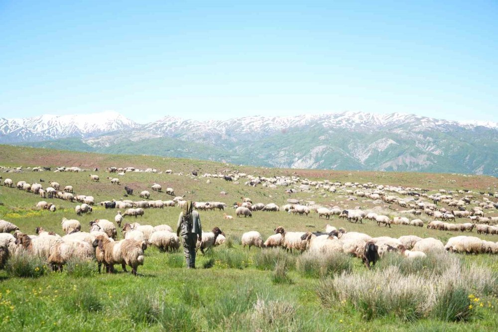 Muş'taki yaylalar çocuk ve kuzu sesleriyle şenlendi