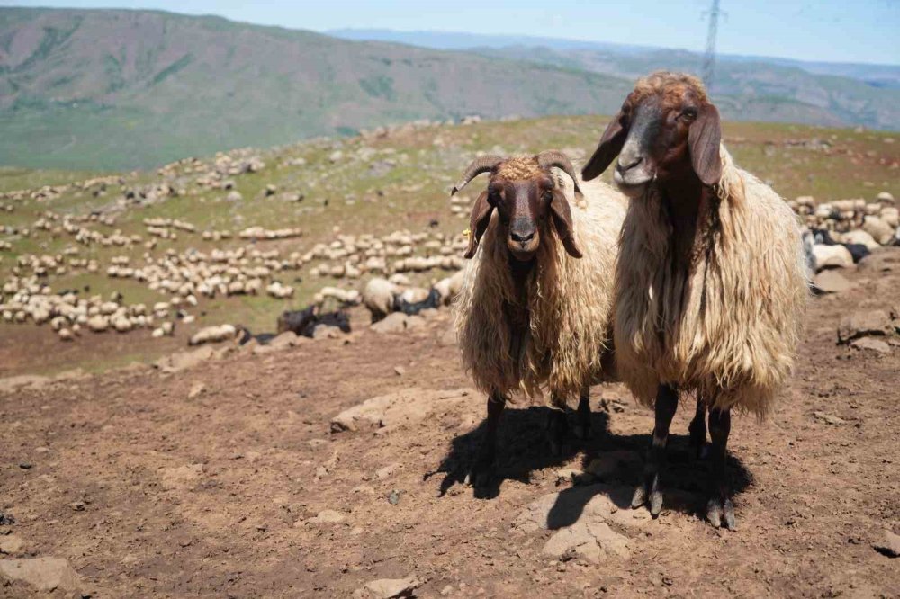 Muş'taki yaylalar çocuk ve kuzu sesleriyle şenlendi