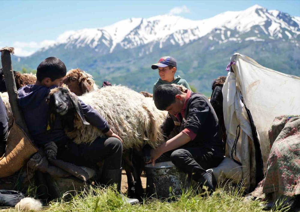 Muş'ta berivanlar süt sağım mesaisine başladı