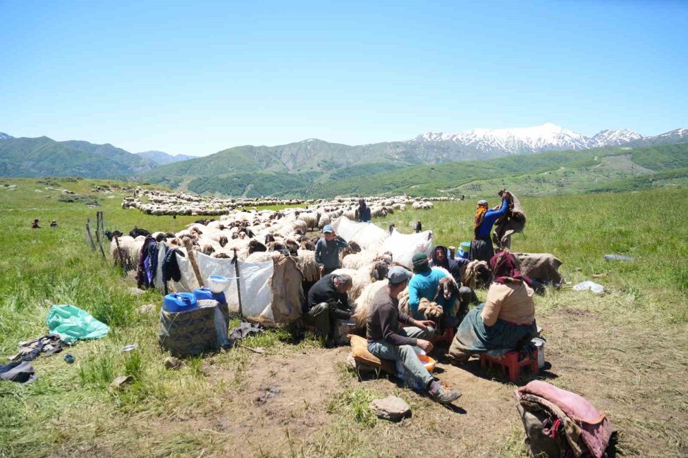 Muş'ta berivanlar süt sağım mesaisine başladı