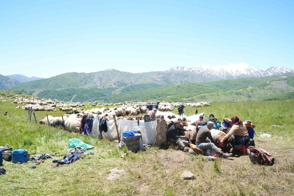 Muş'ta berivanlar süt sağım mesaisine başladı