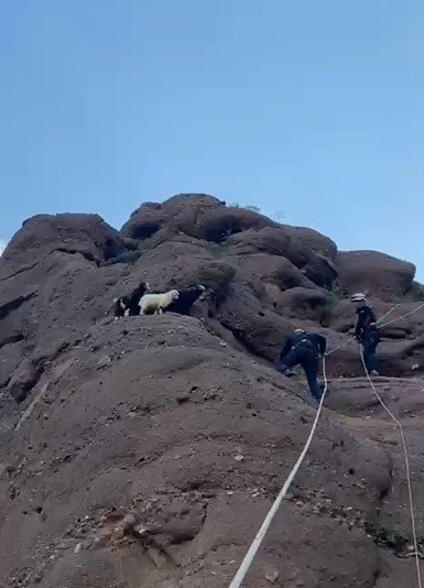 Bitlis'te kayalıkta mahsur kalan yavru oğlaklar kurtarıldı