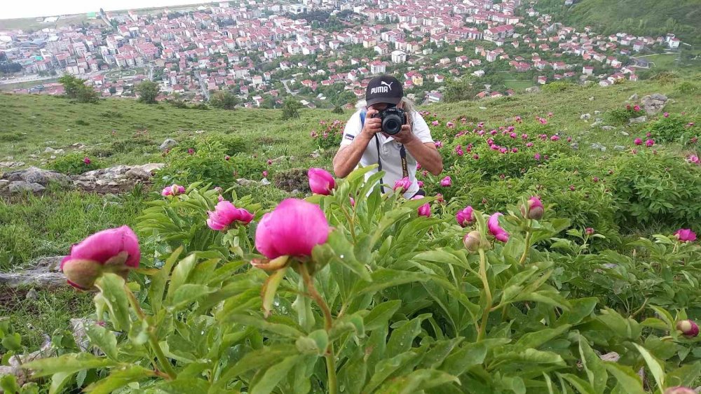 Bitlis'te şakayıklar çiçek açtı