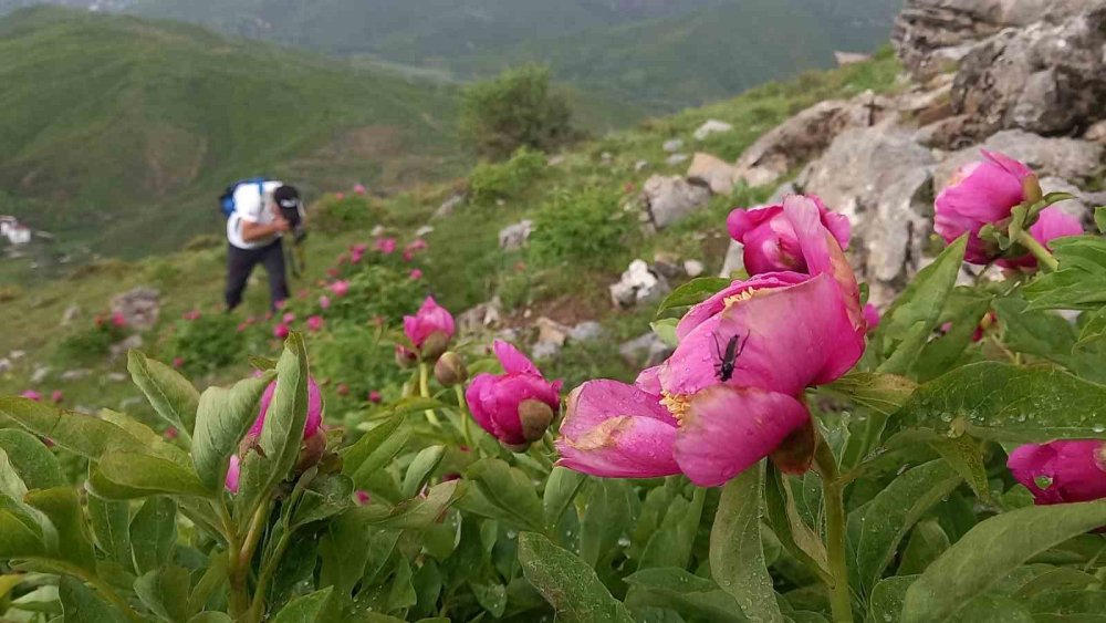 Bitlis'te şakayıklar çiçek açtı