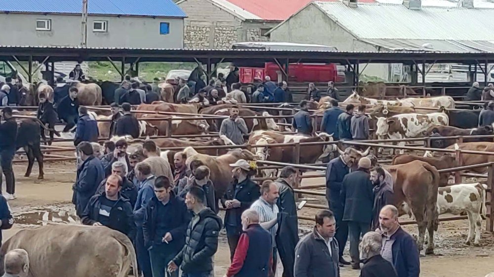 Erzurum'da kurbanlıklar görücüye çıktı