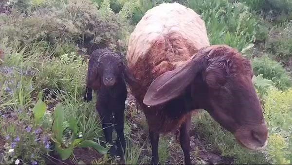 Kangal köpeği koyun ve yavrusunu canı pahasına korudu