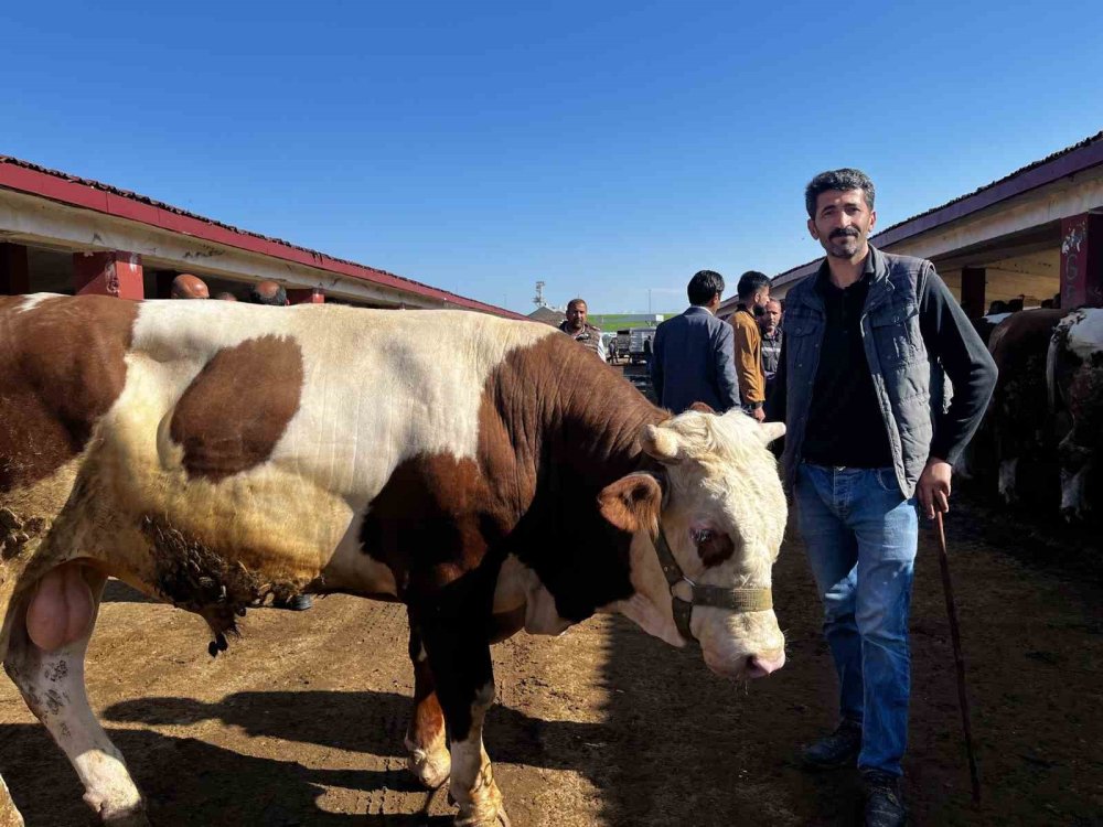 Ağrı'dan batıya giden kurbanlıklarda azalma oldu