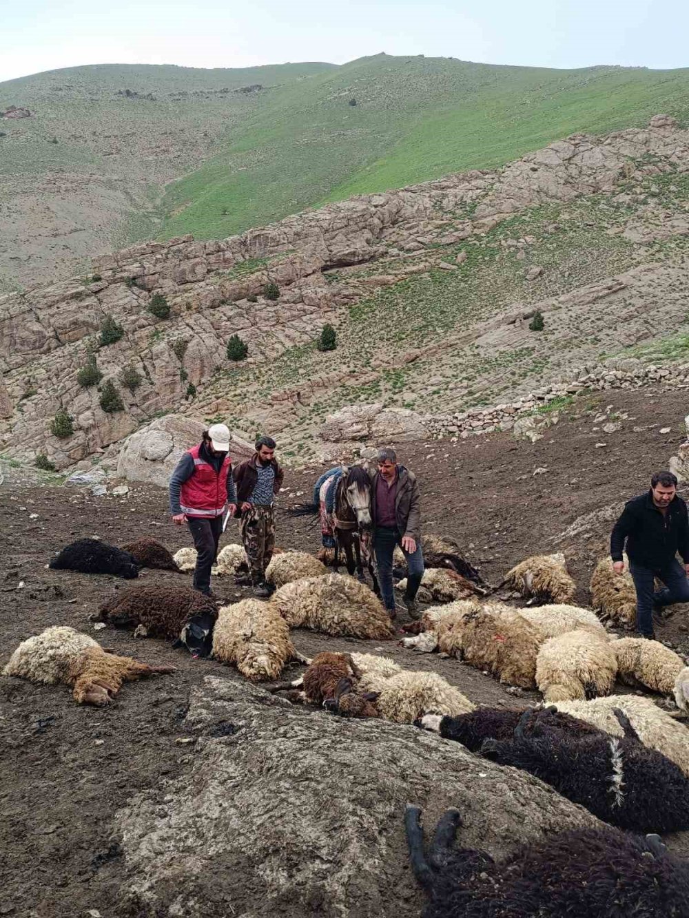 Van'da kurtlar sürüye saldırdı: 74 koyun telef oldu