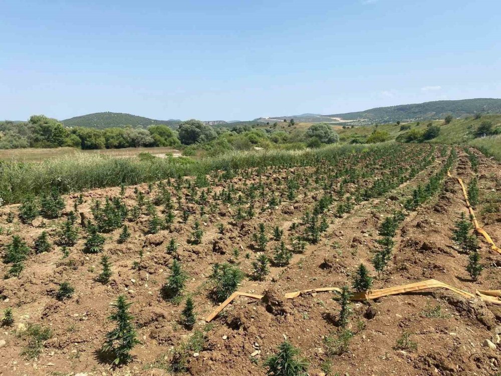 Diyarbakır’da binlerce kök kenevir ve kilolarca esrar ele geçirildi