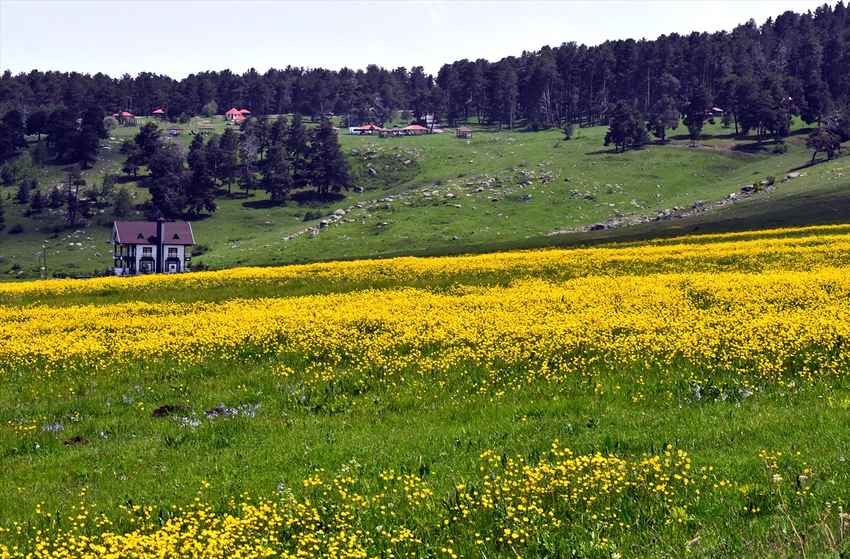 aa-20240601-34746292-34746290-karsta-yagmurlarin-ardindan-doga-ciceklerle-renklendi.jpg