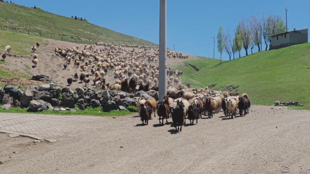 Bitlis'te besicilerin zorlu mesaisi