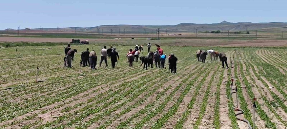 Bİtlis'te mevsimlik işçiler alın teri döküyor