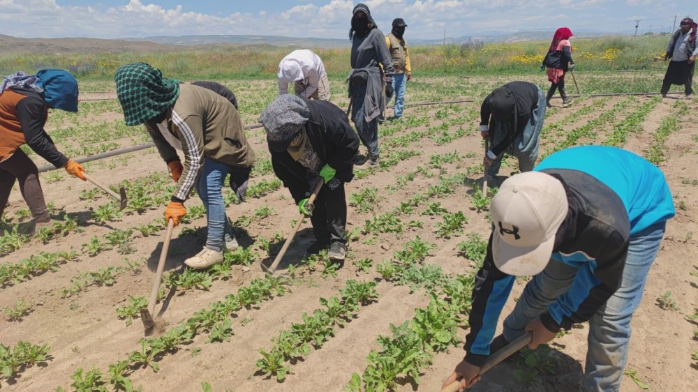 Bİtlis'te mevsimlik işçiler alın teri döküyor