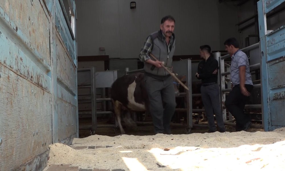 Erzurum'da vizesi olmayan kurbanlıklara geçit verilmiyor