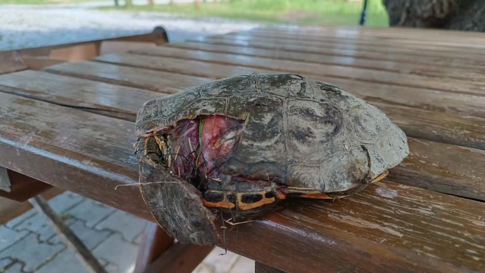 Van'da kaplumbağa ölümleri yetkilileri hareket geçirdi