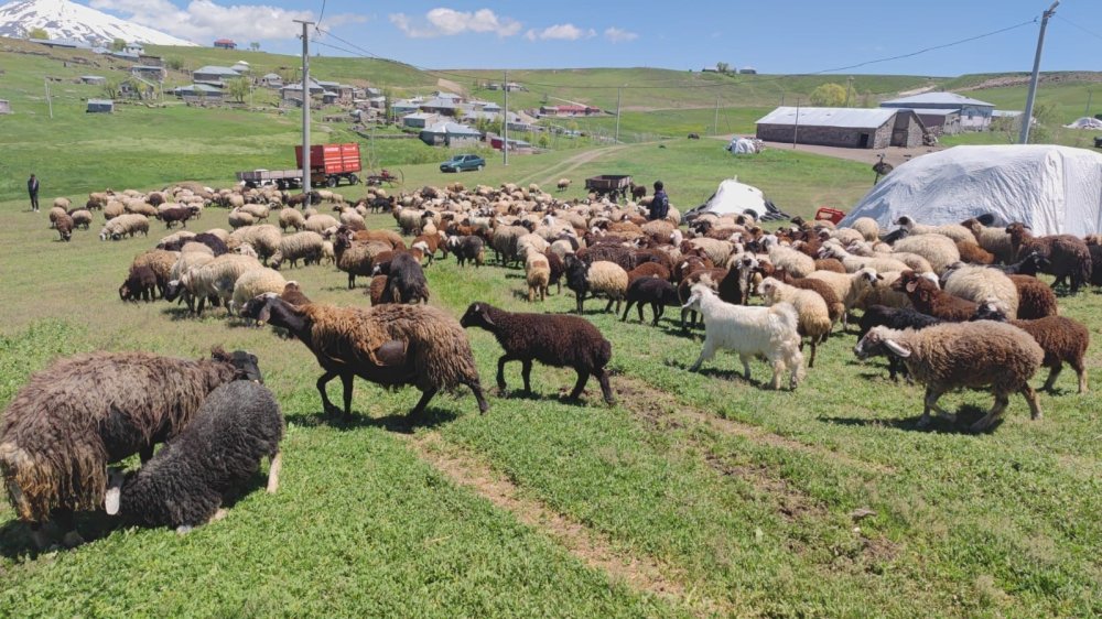 Bitlis'te koyunların kuzularla buluşması iç ısıttı