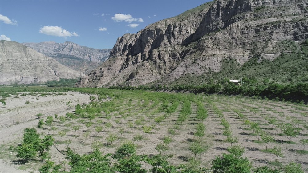 Erzurum'da dut bahçesinden 2 ton pekmez üretimi hedefleniyor