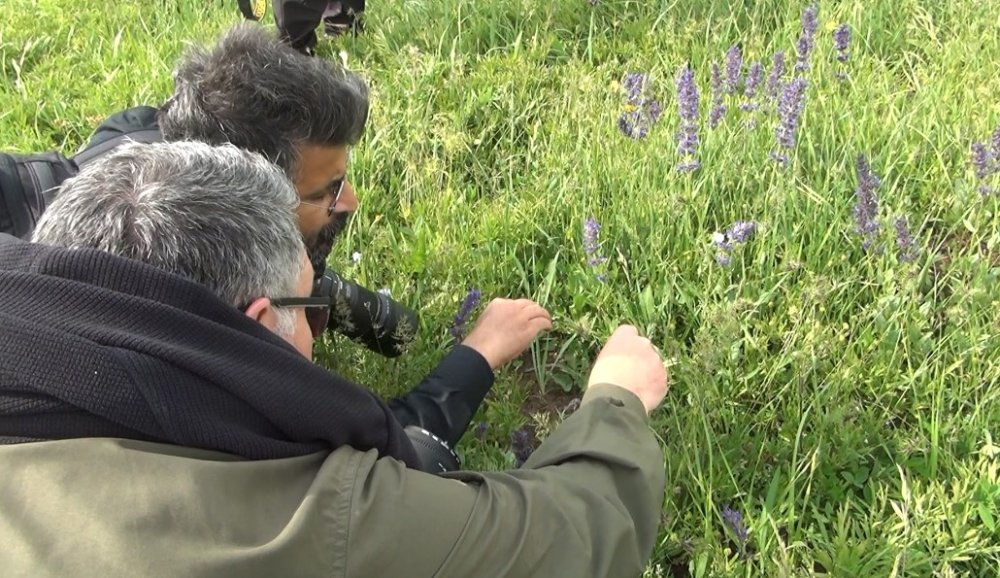 Bitlis'in zirvesinde endemik kelebek kaydı